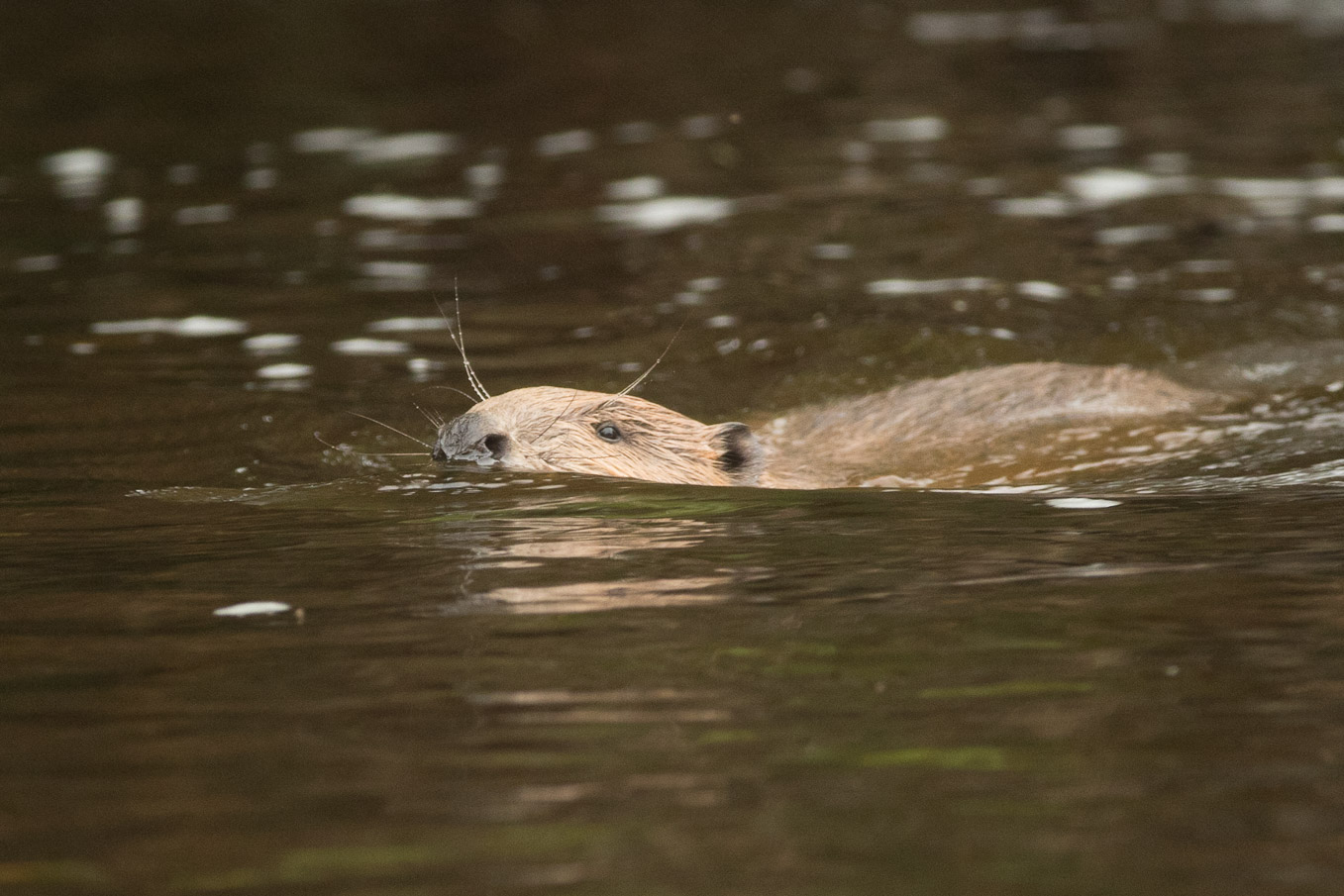 Beaver