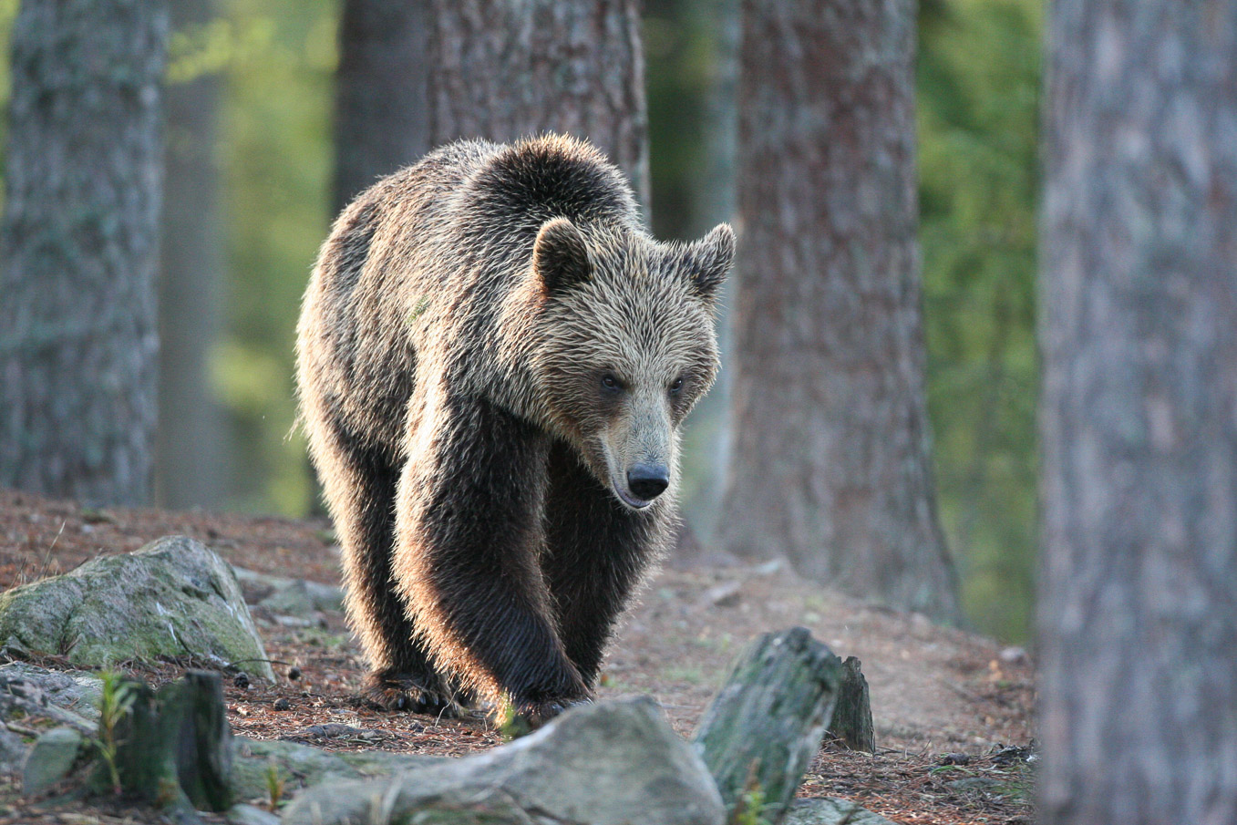 Brown Bear 3