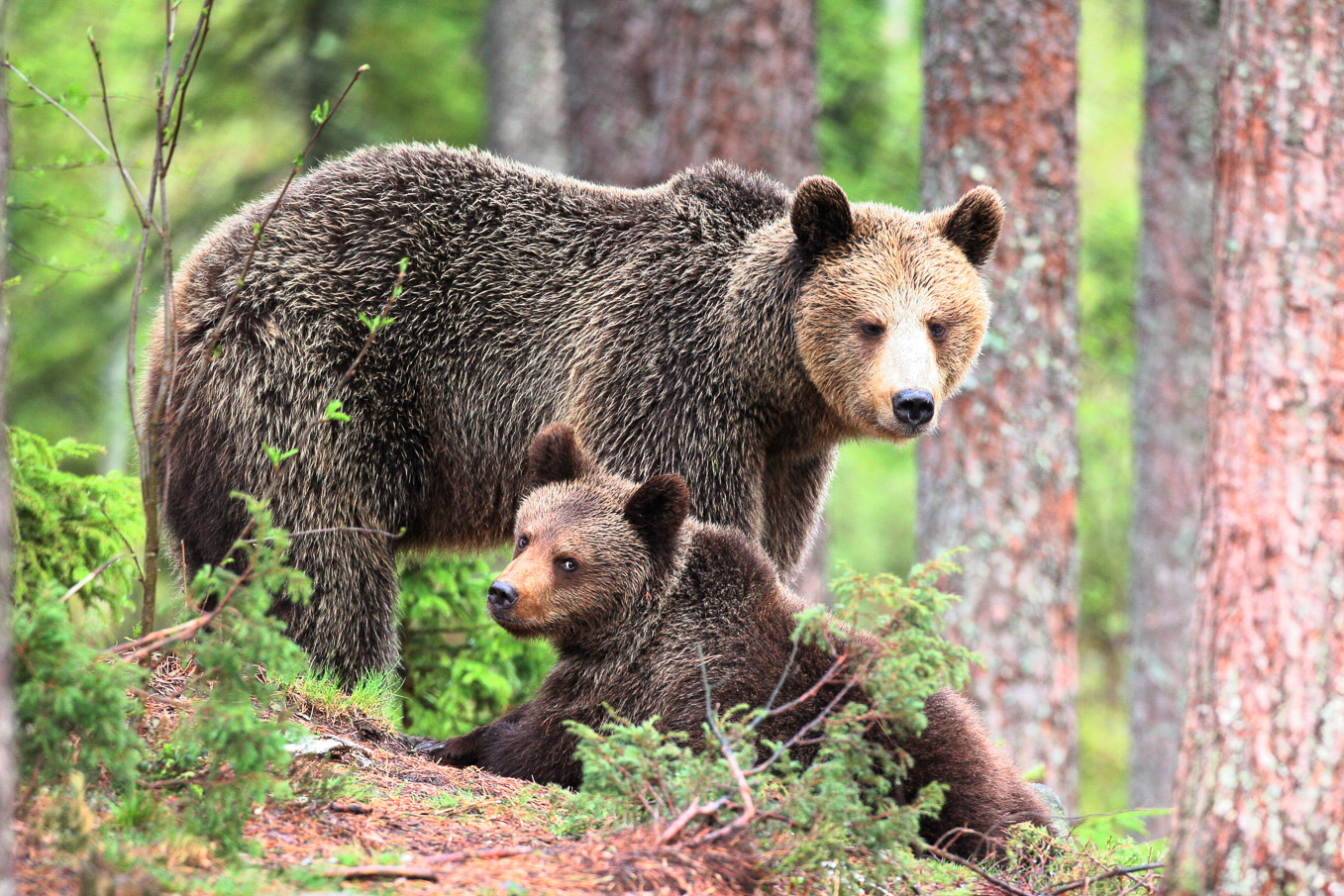 Brown Bear