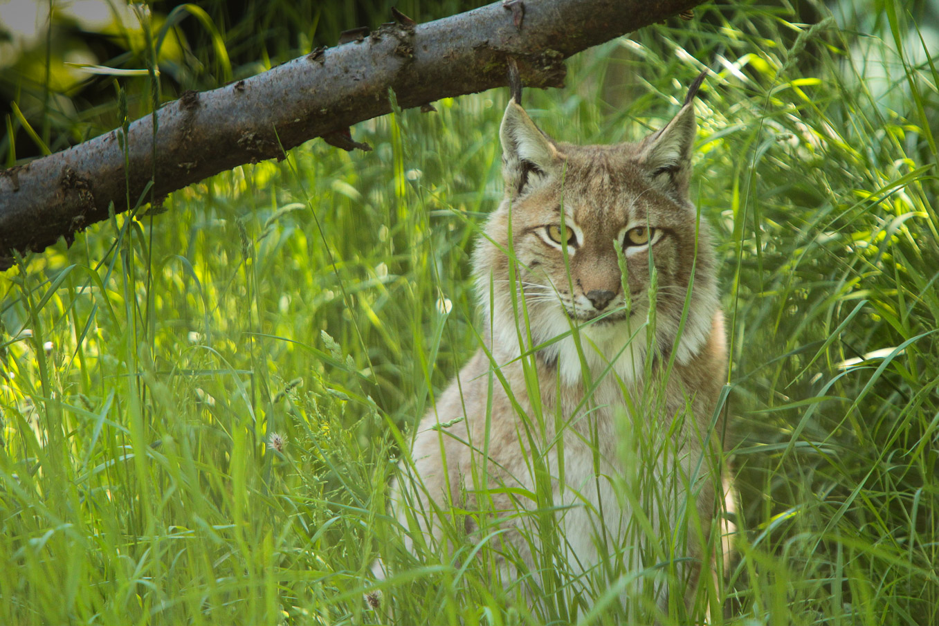 Lynx