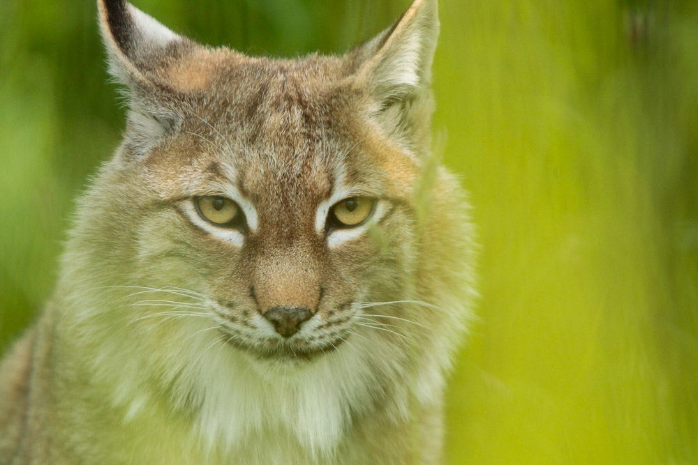 Returning our lost apex predators