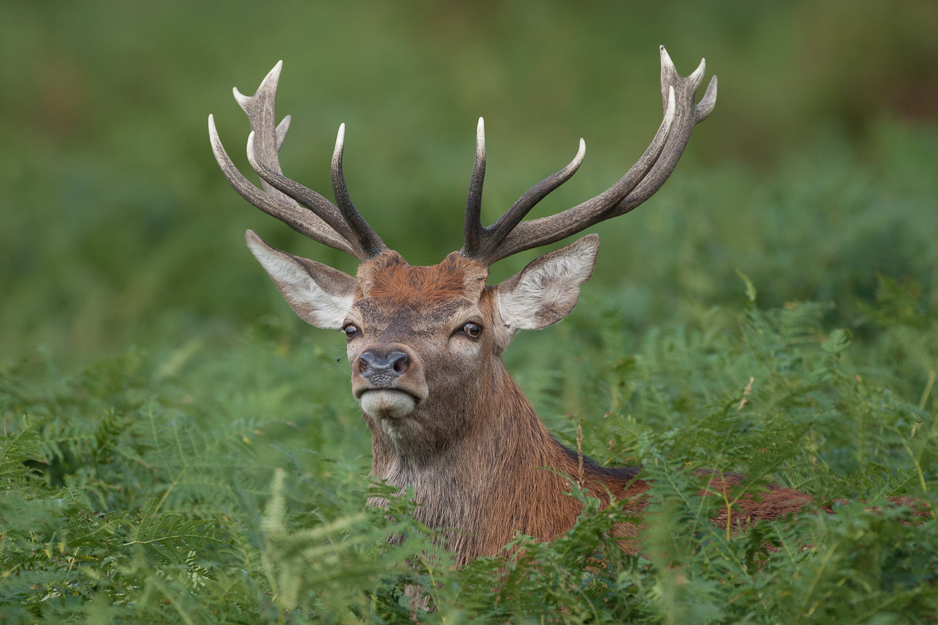 Red Deer