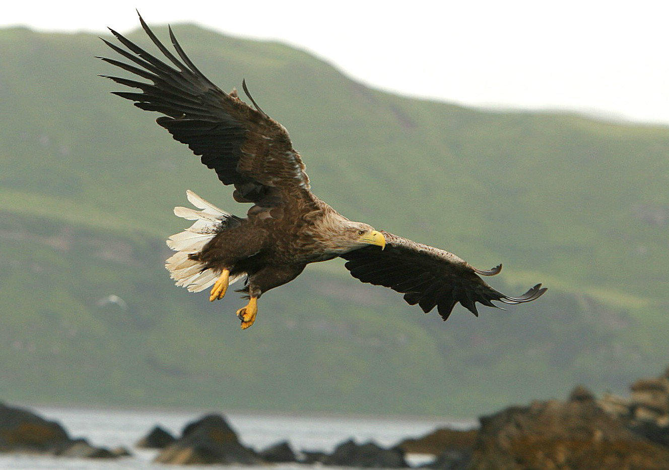 Sea Eagle