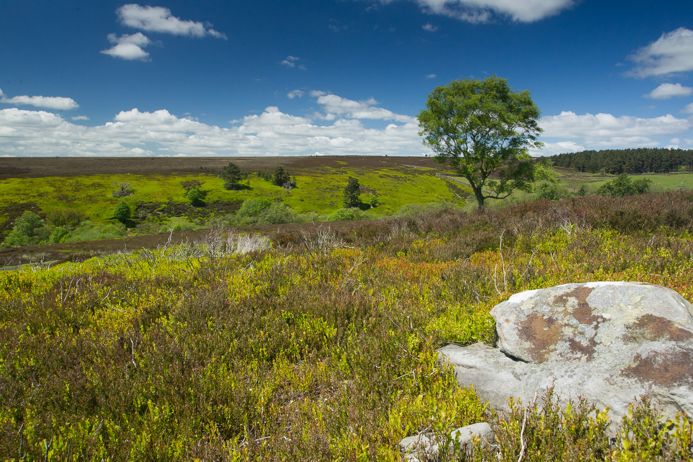 Yorkshire Moors