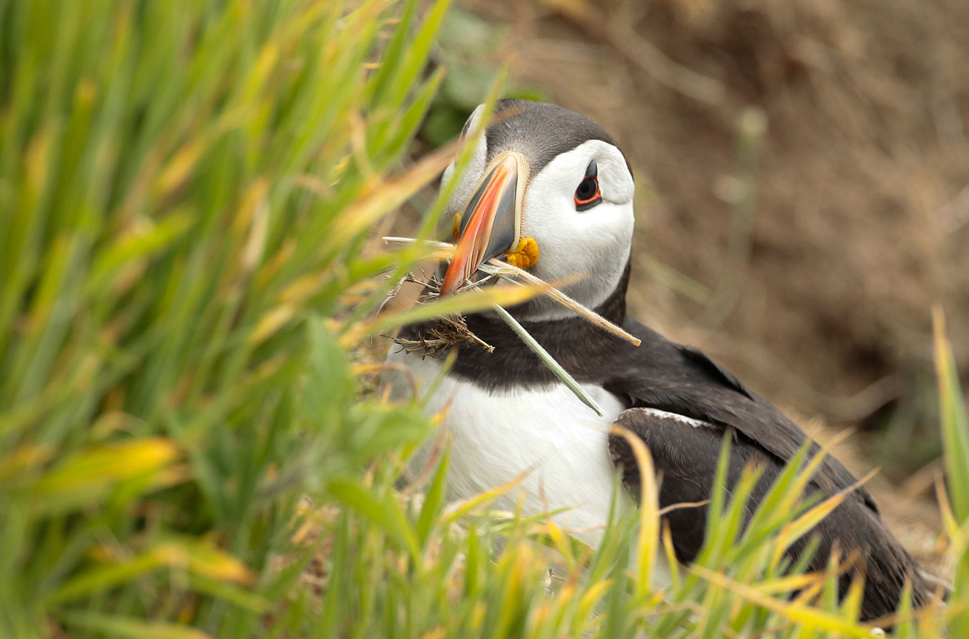 Puffins03