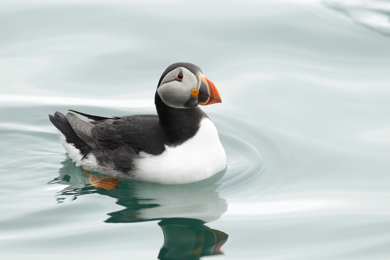 Puffins03