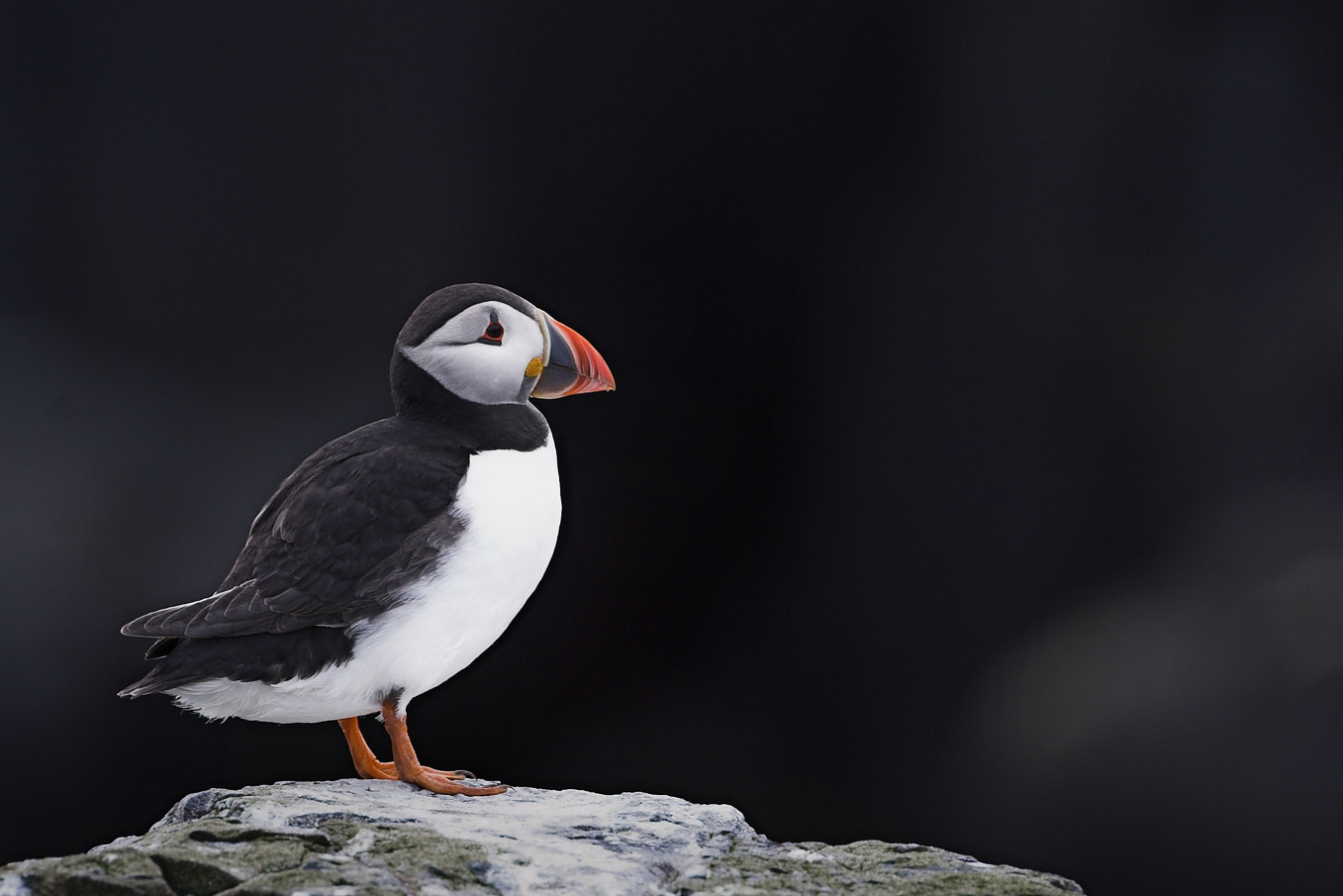 Puffin Background