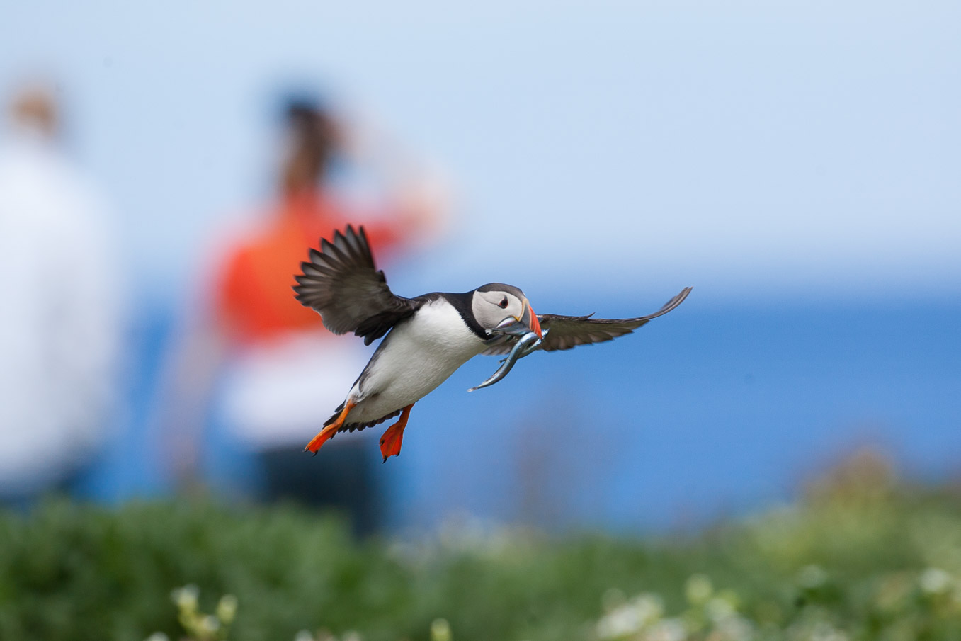 Puffin Farnes