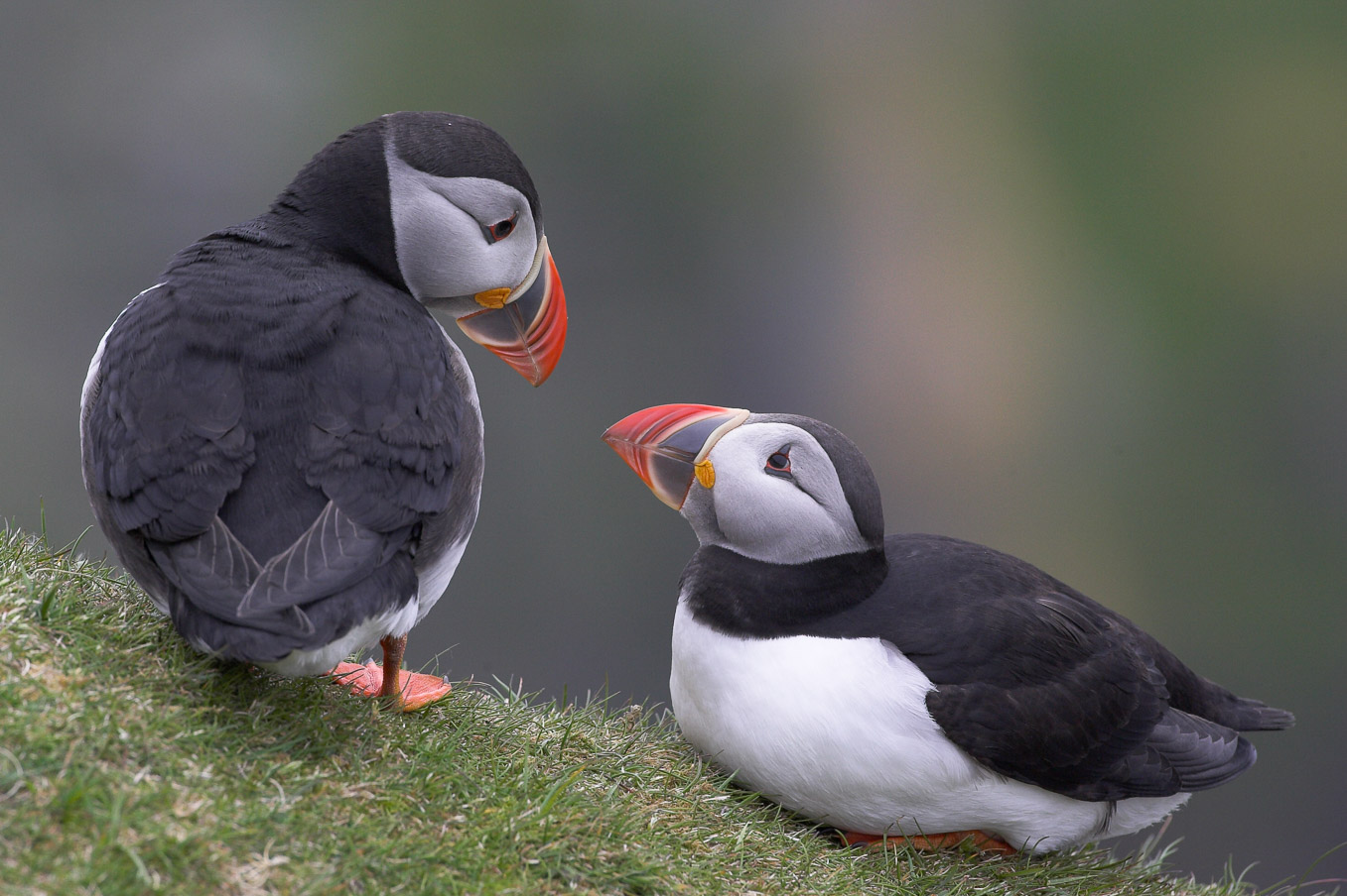 Puffin Pair