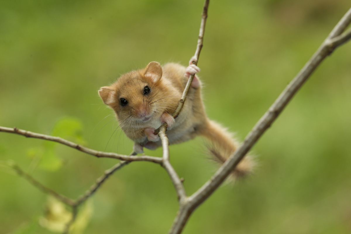 Dormouse 1