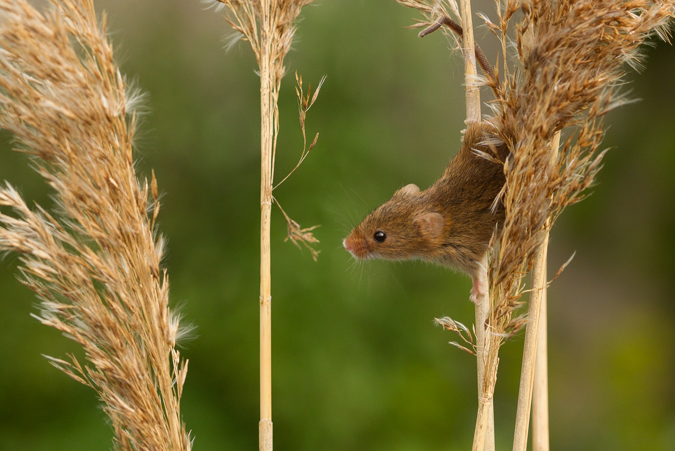 Harvest Mouse 2