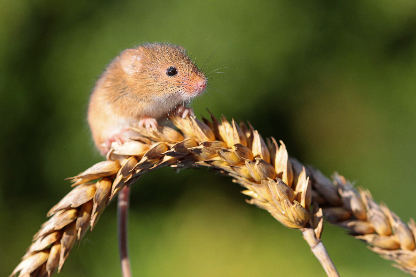 Harvest Mouse