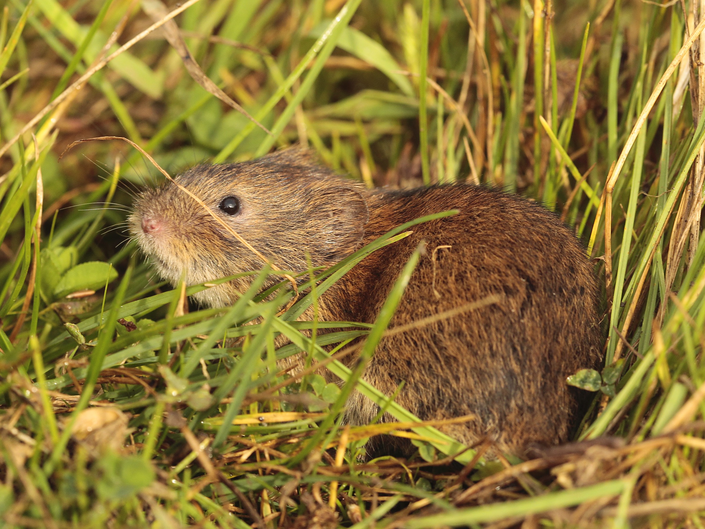 Short Tailed Field Vol