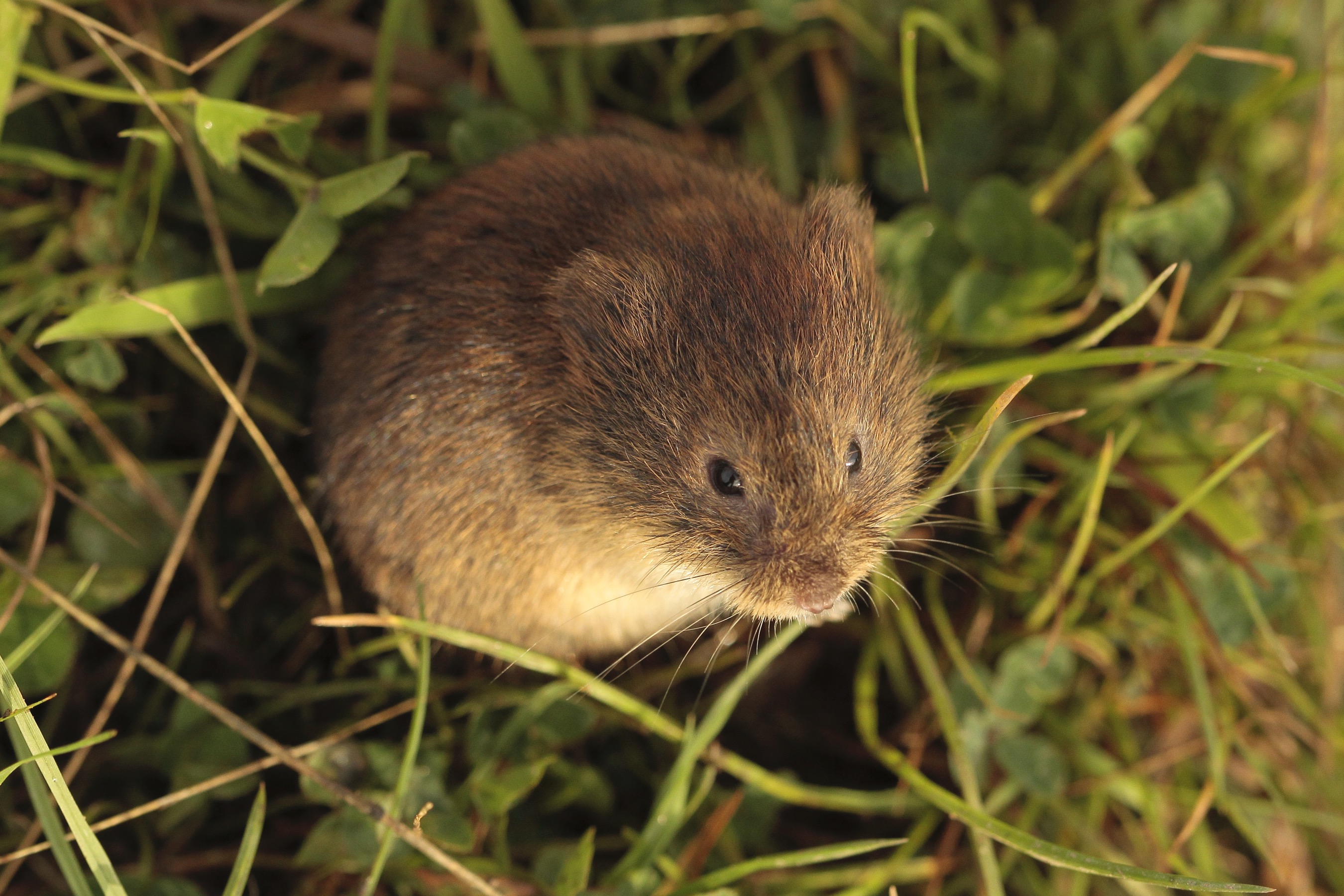 Short Tailed Field Vole 2