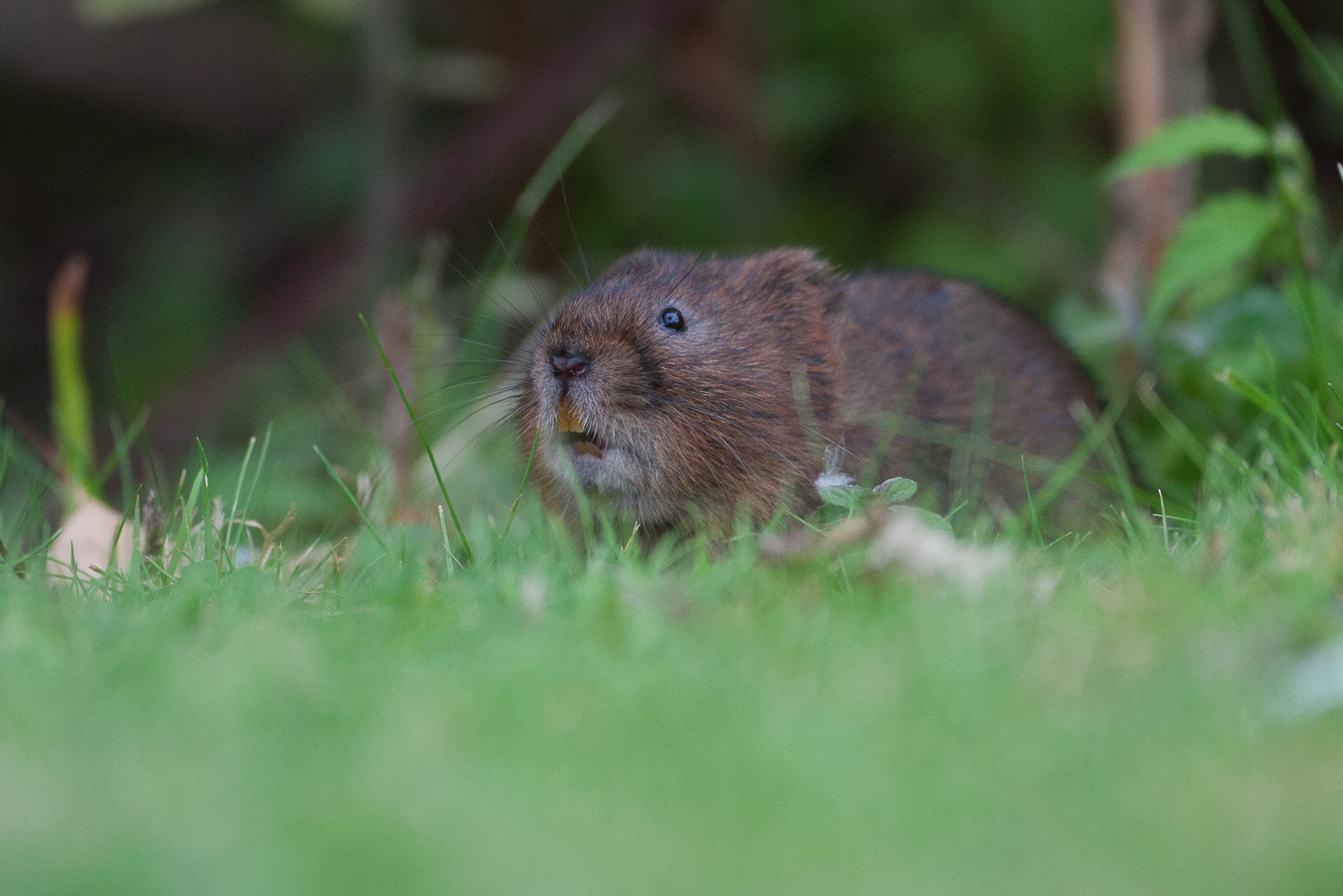 Water Vole