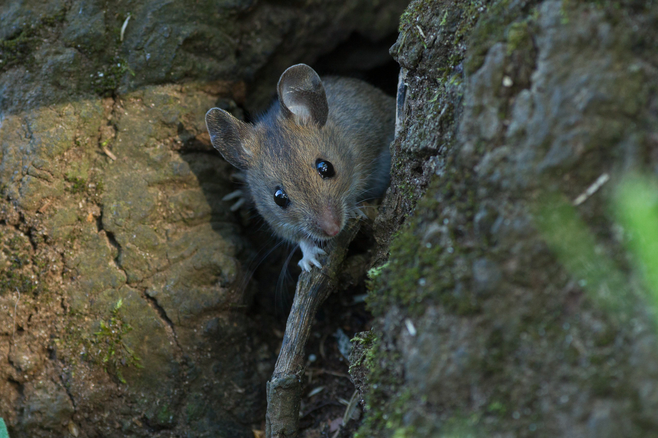 Mouse, vole or rat?
