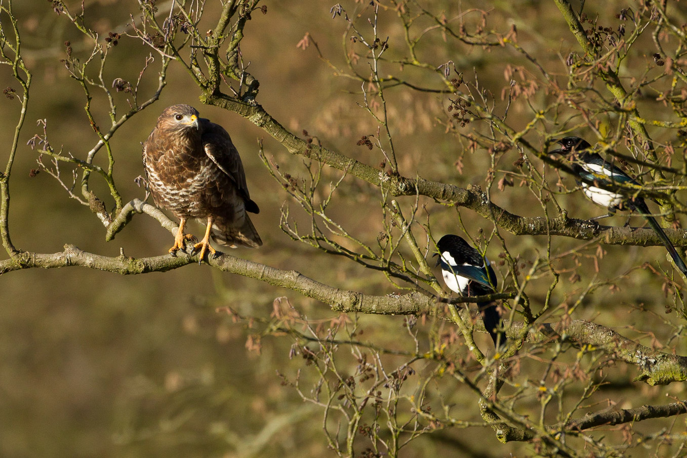 Buzzard And Magpies