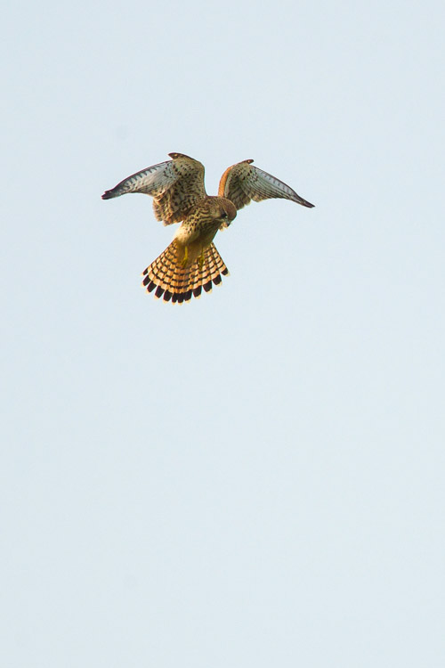 Kestrel Hovering