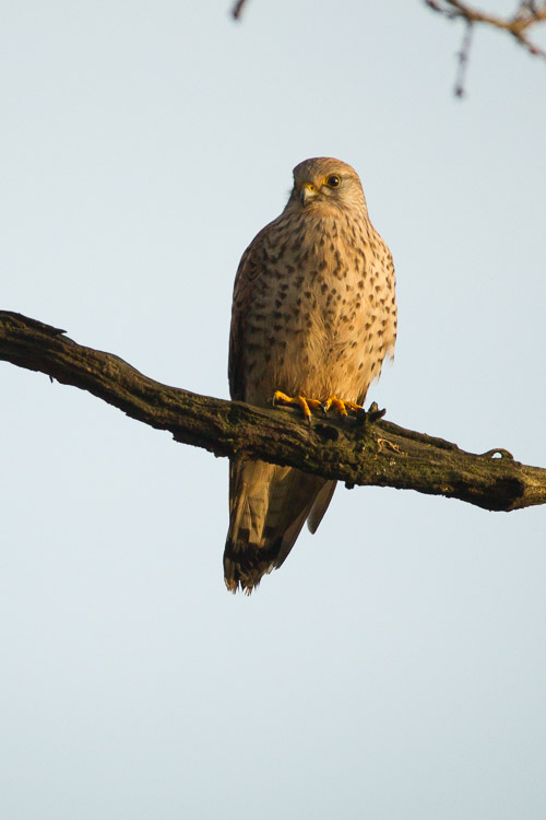 Kestrel Portrait 2