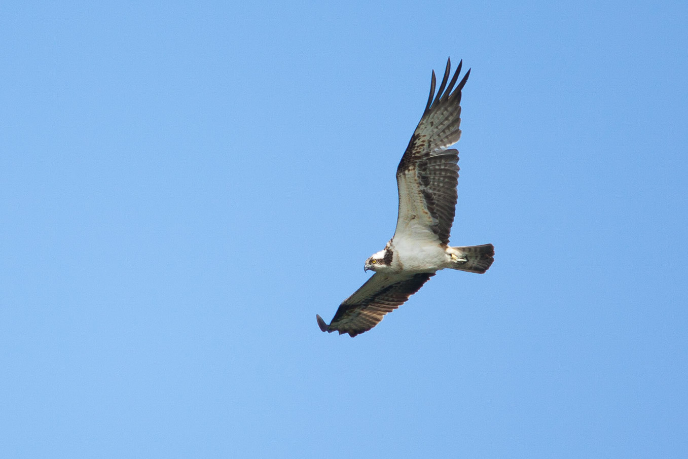 Osprey