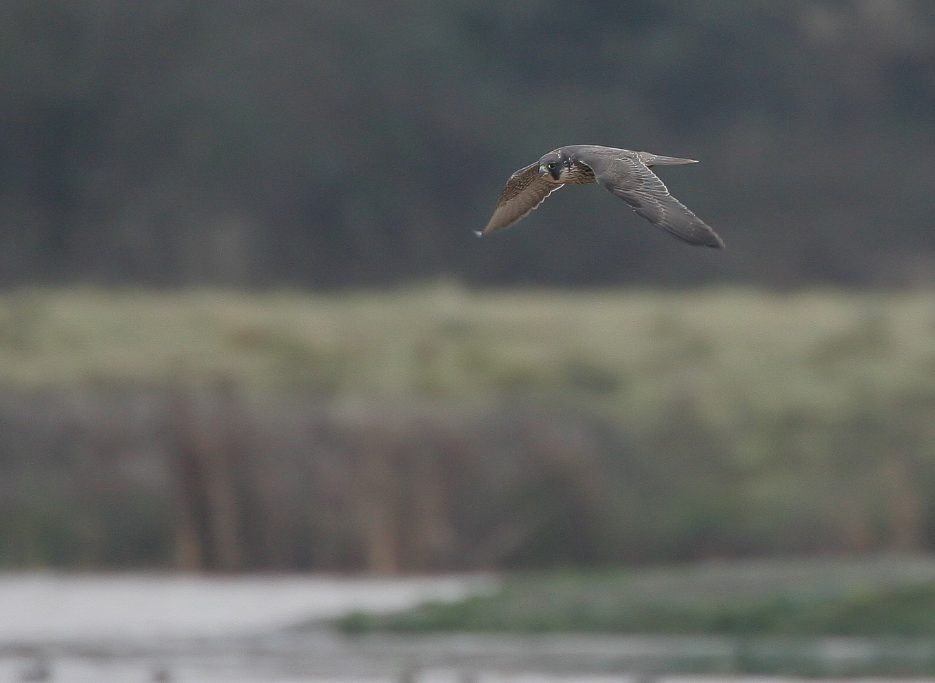 Peregrine