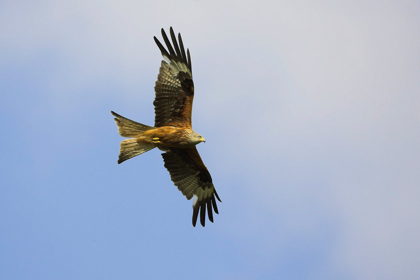 Red Kite