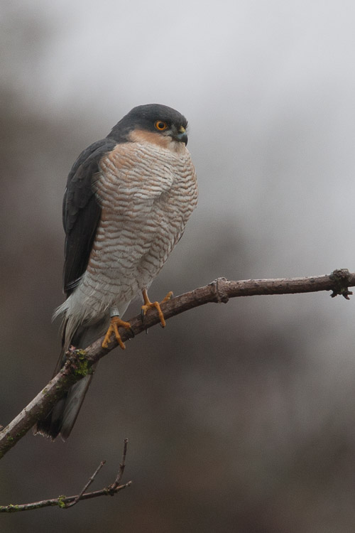 Sparrowhawk 3