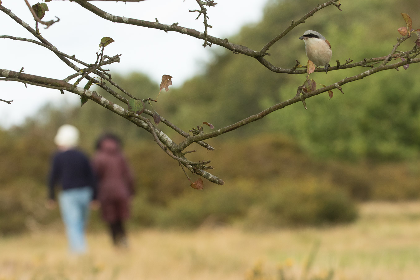 Red Backed Shrike 2