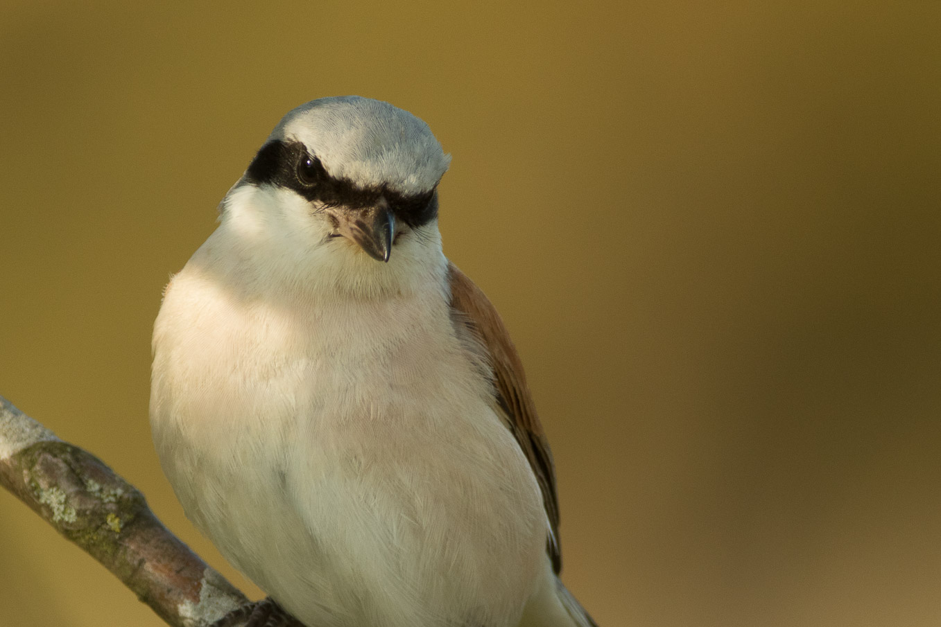 Red Backed Shrike 3