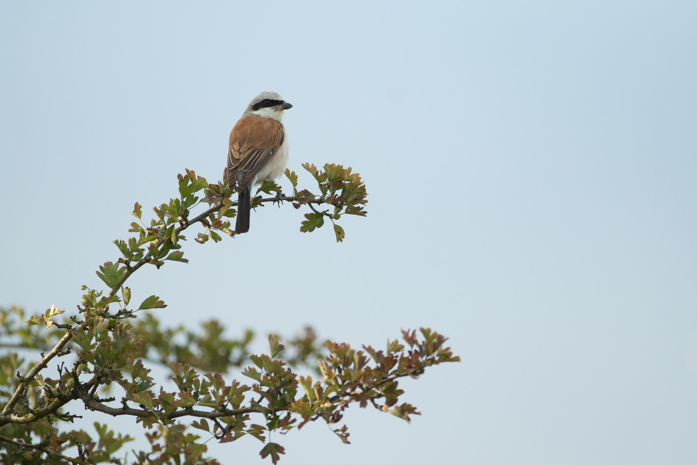 Red Backed Shrike 5