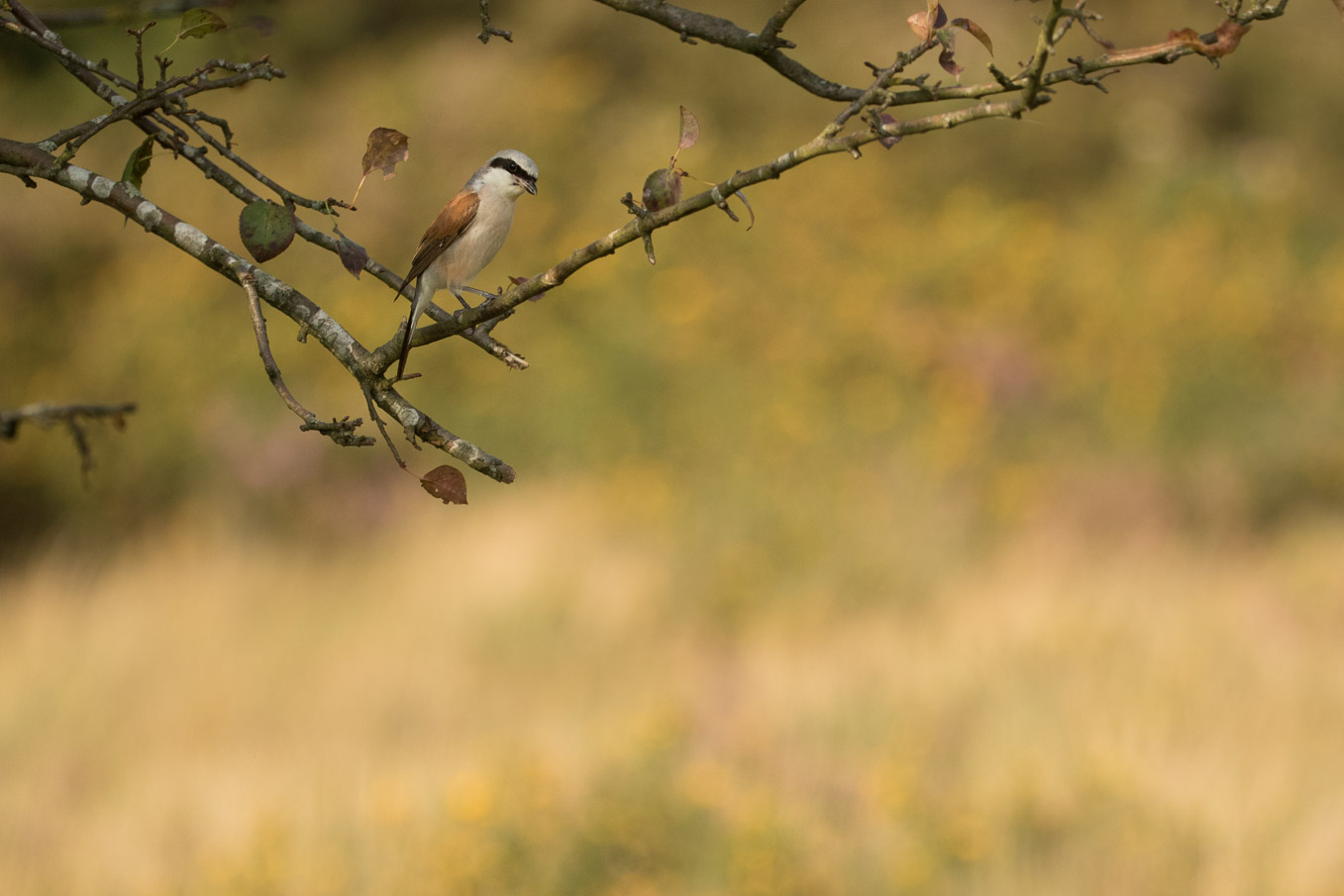 Red Backed Shrike 6