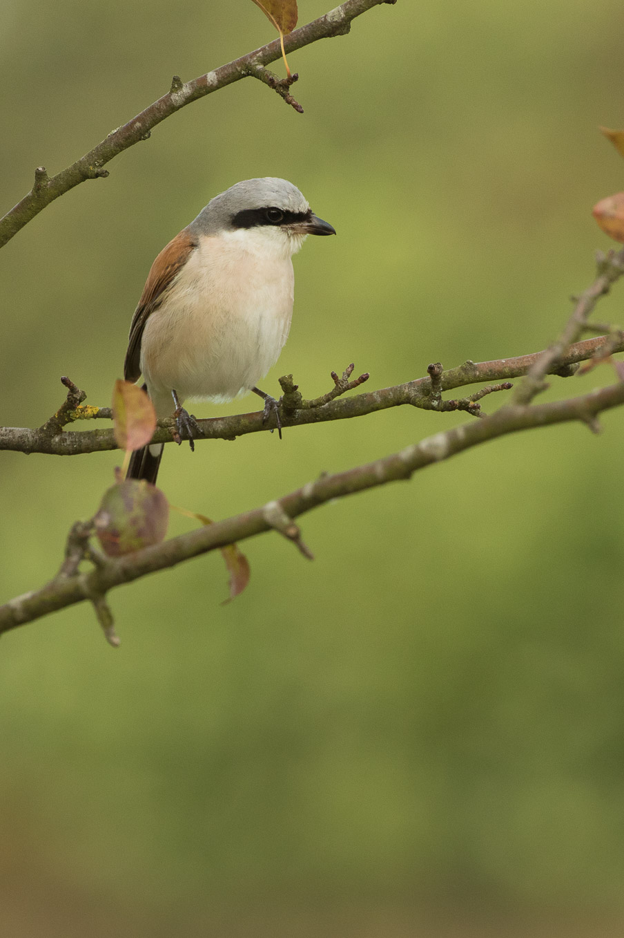 Red Backed Shrike