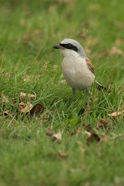 Shrike On Grass Vertical