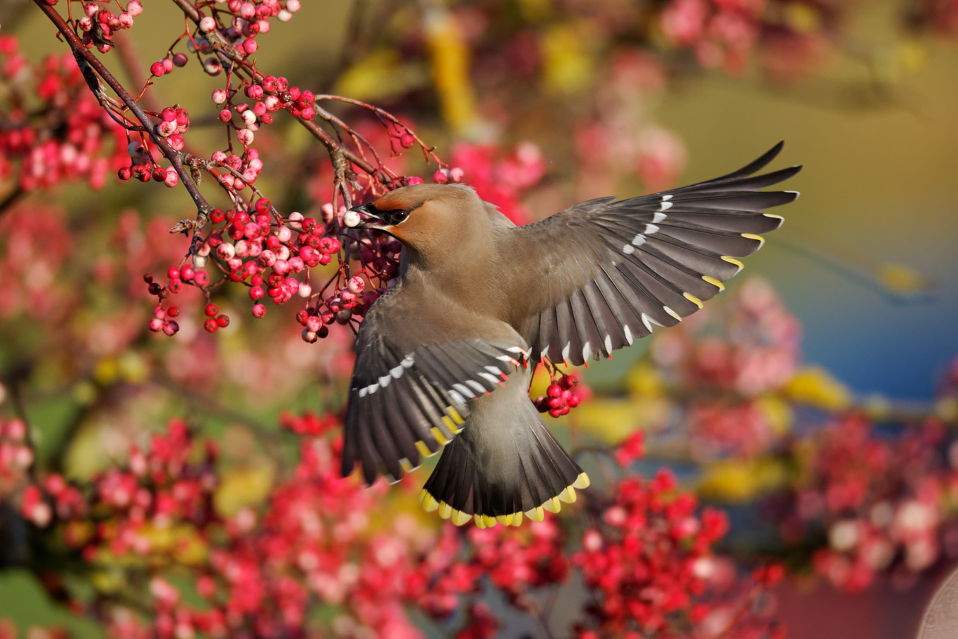 waxwing2