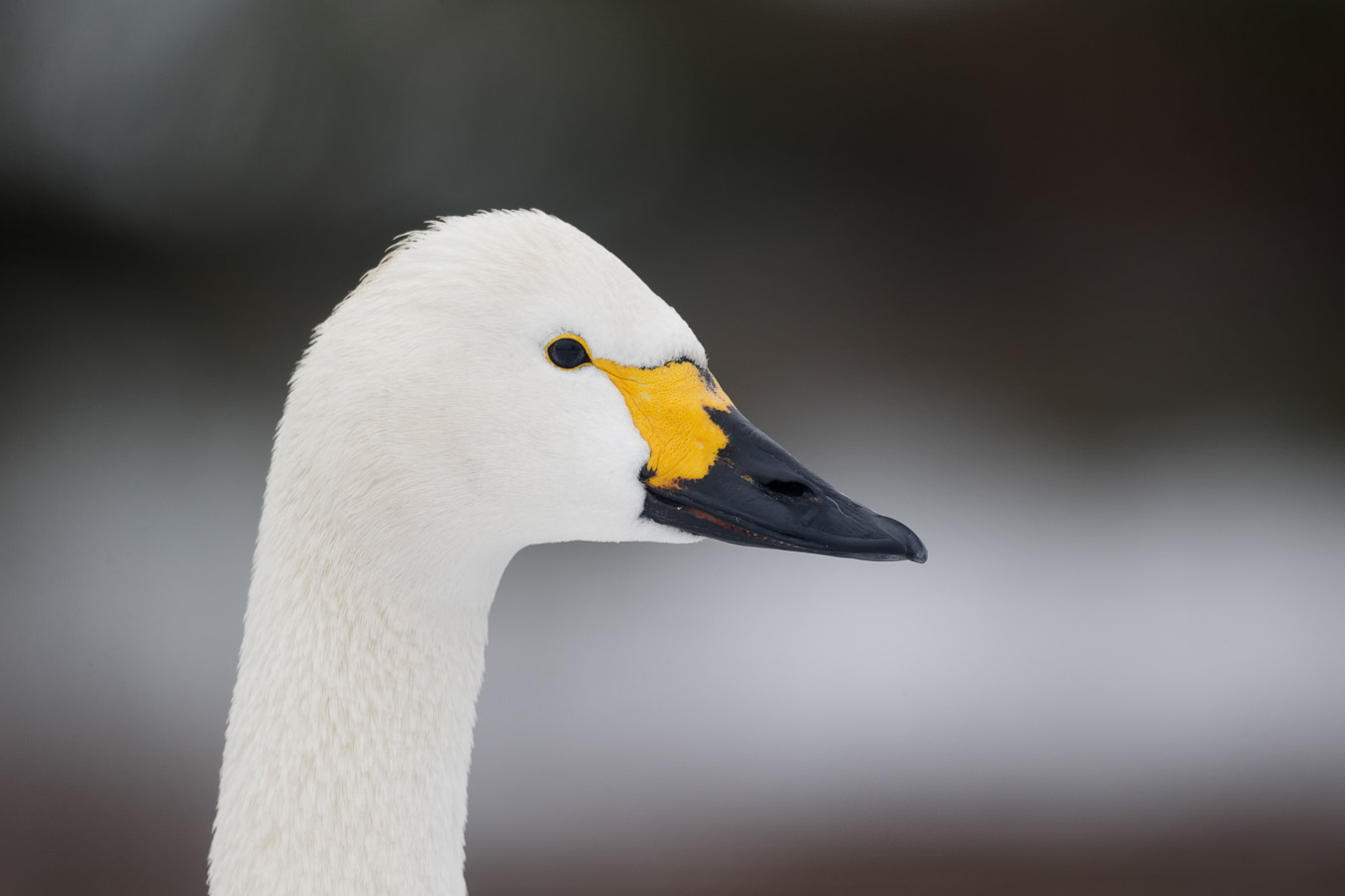 Bewick 4