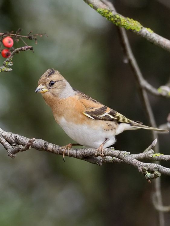 Brambling pair