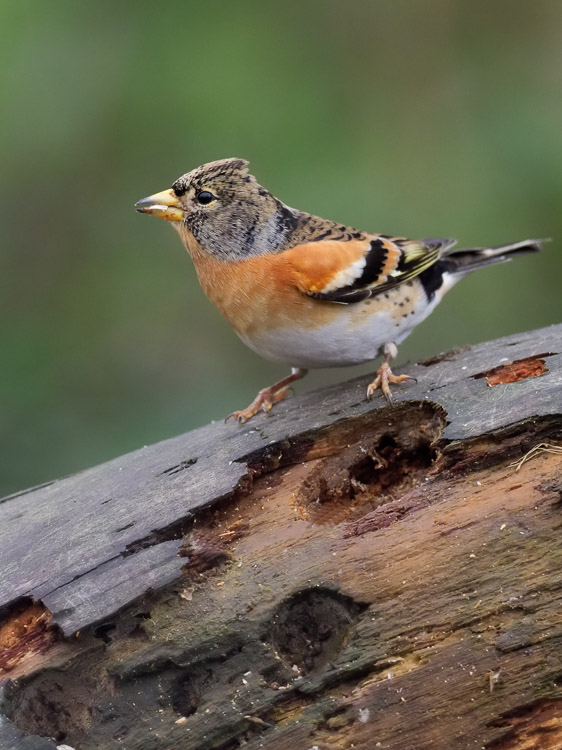 Brambling