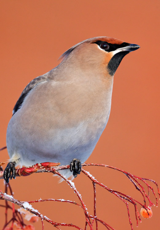 Waxwings