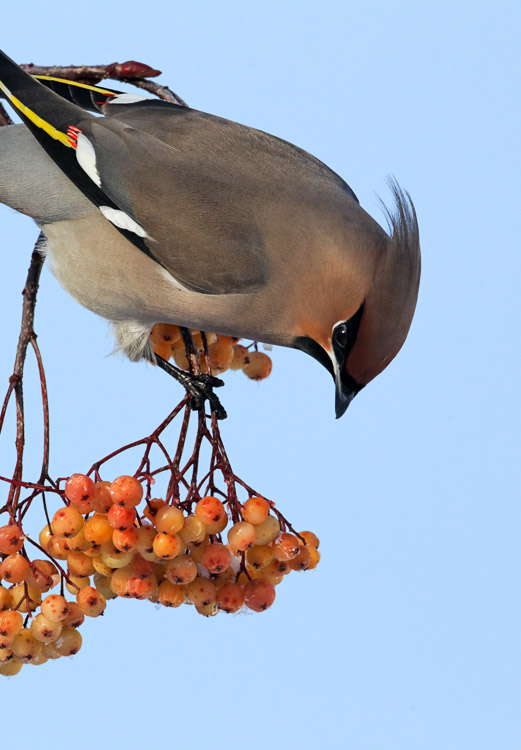 Waxwings