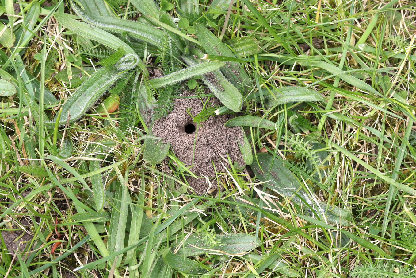 Earth Volcano In Lawn 