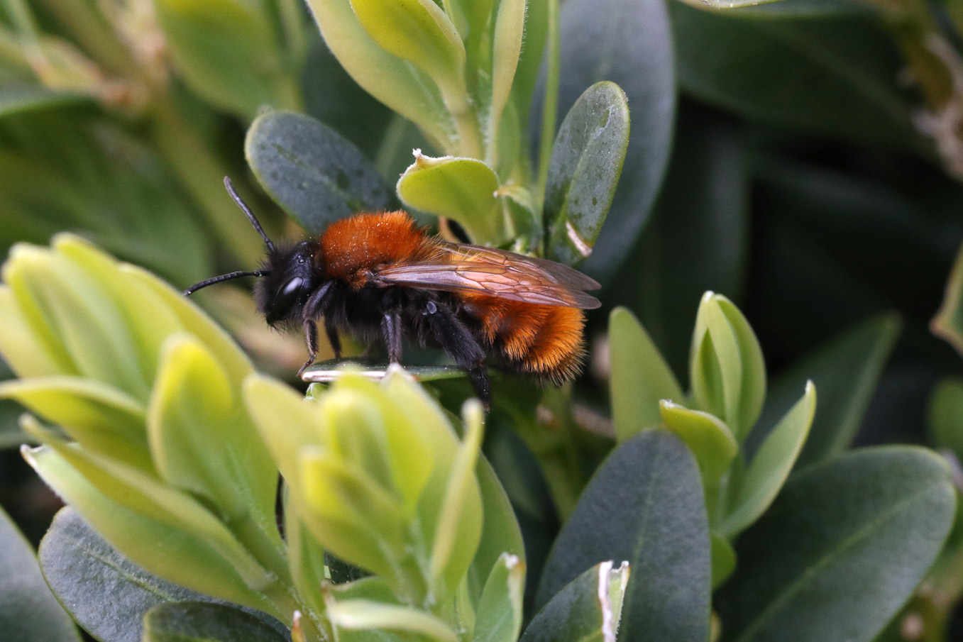 Female Andrena Fulva 