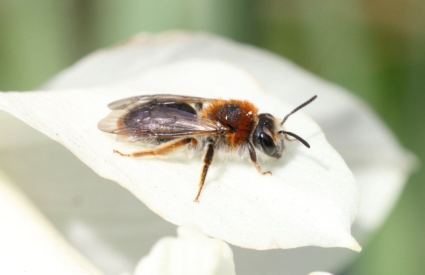 Female Andrena Haemorrhoa 