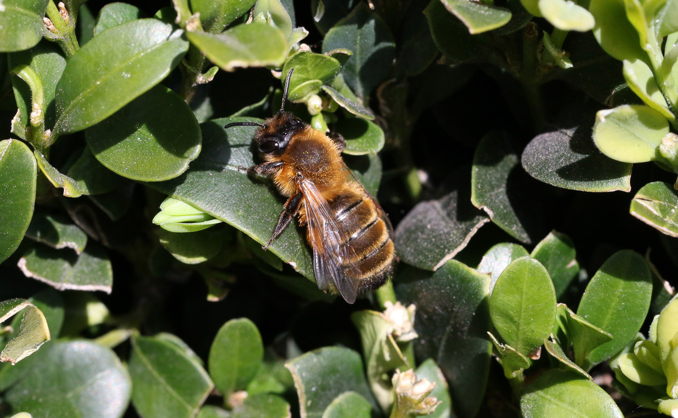 Female Andrena Nigroaenea 