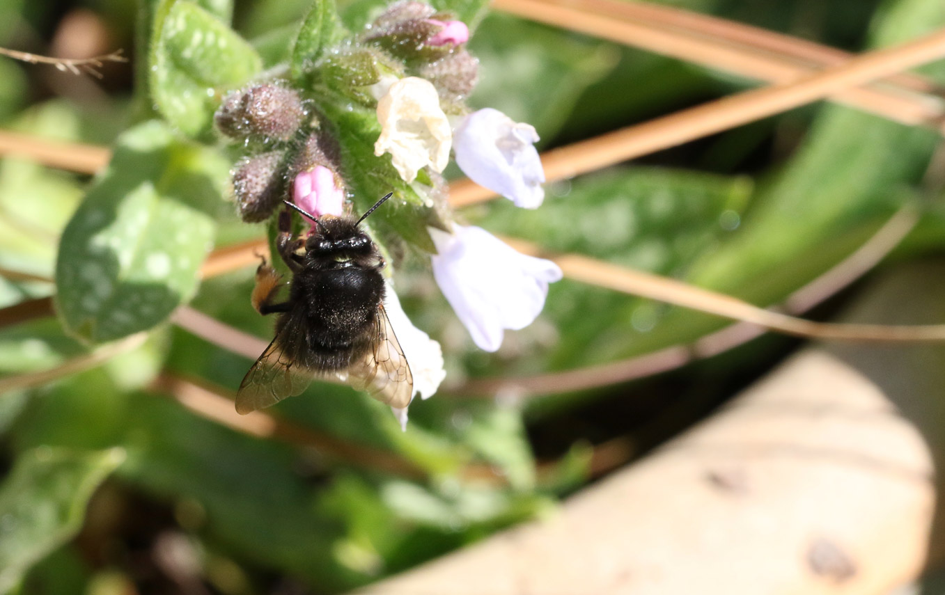 Female Anthophora Plumipes 