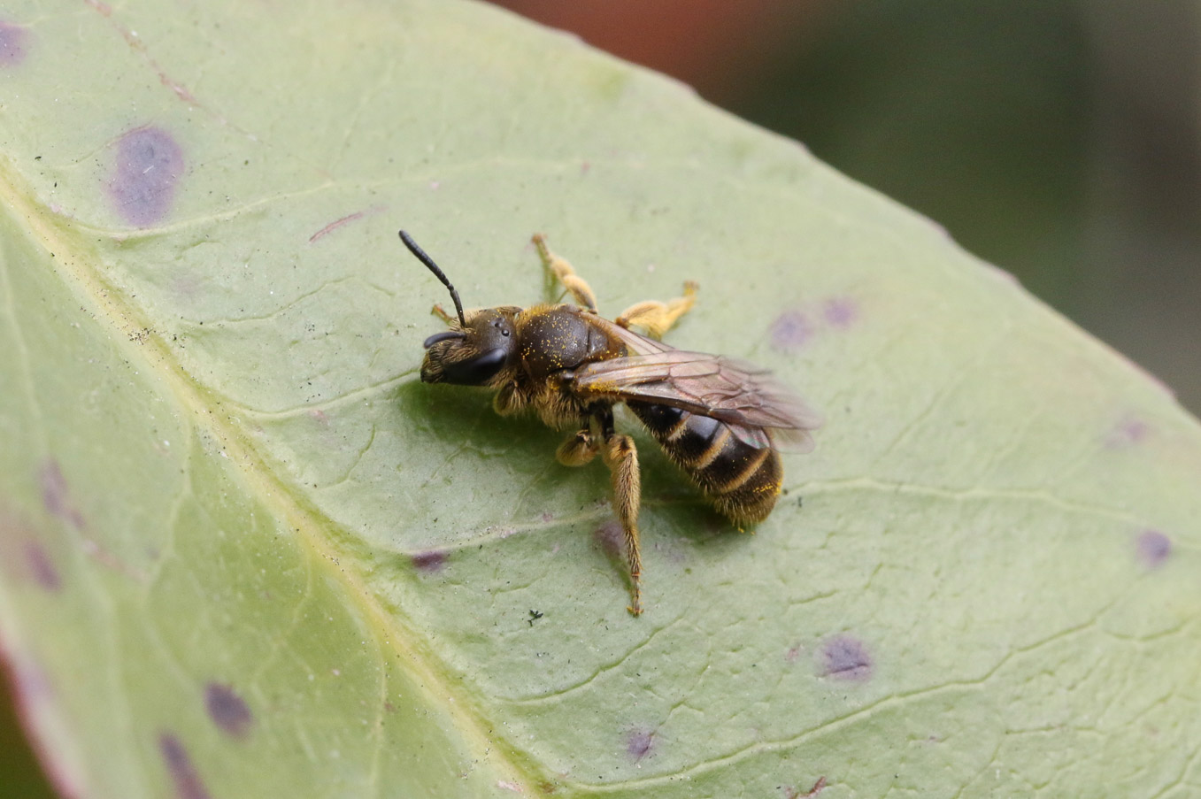 Female Lasioglossum Calceatum 