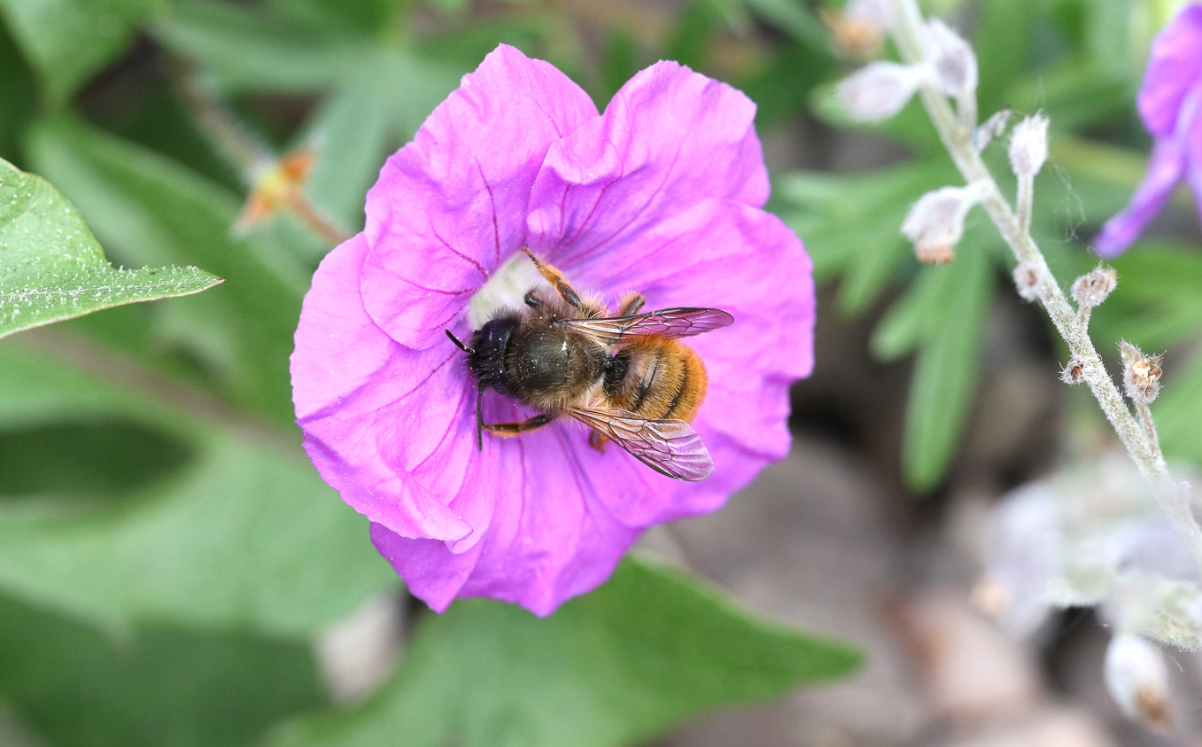 Female Osmia Bicornis 