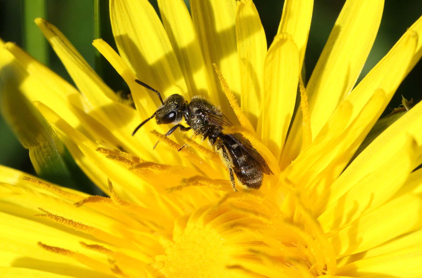 Lasioglossum Sp 