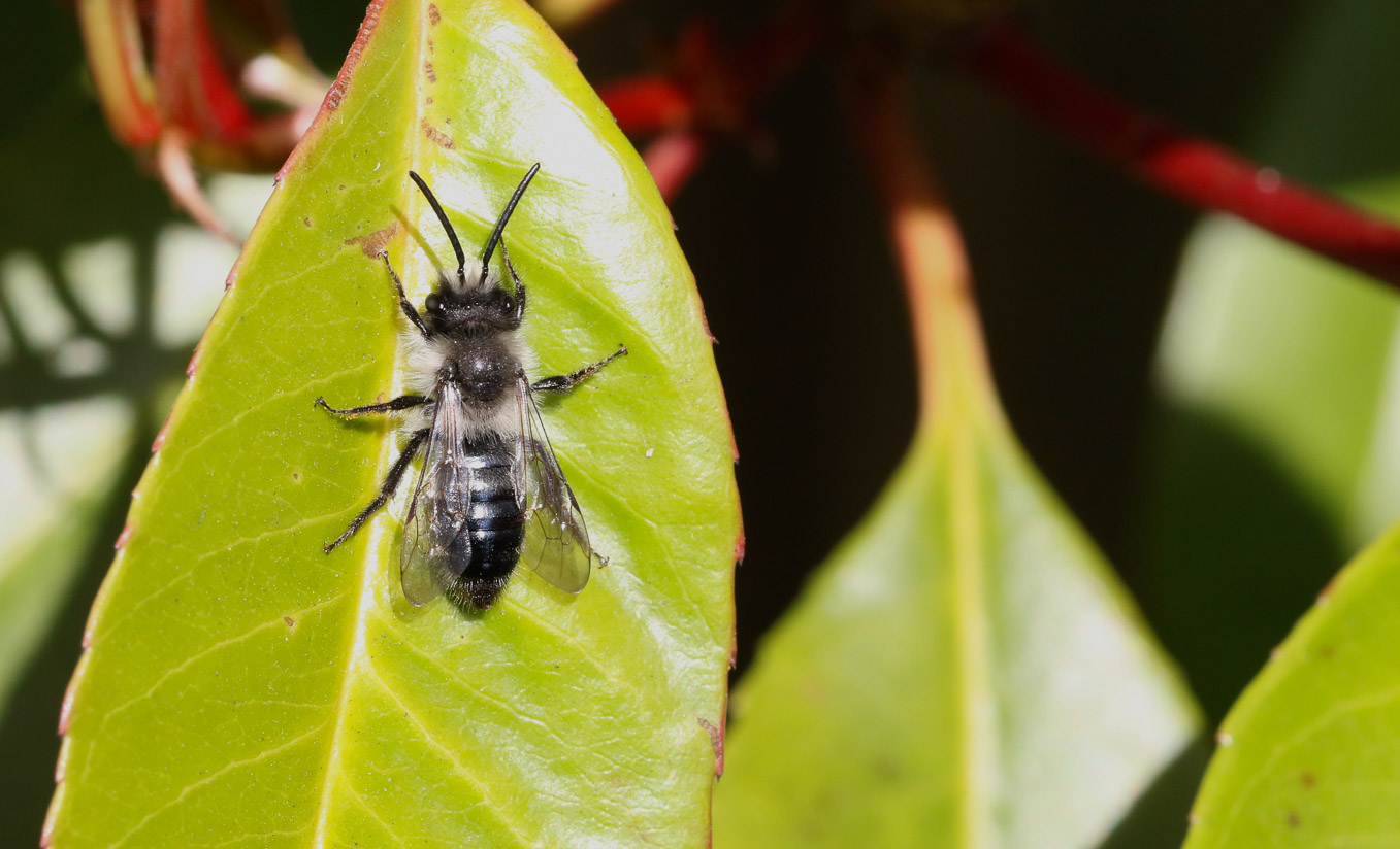 Male Andrena Cineraria 