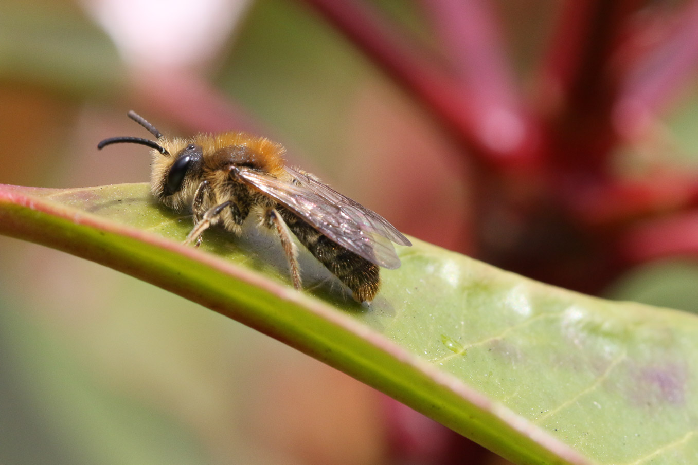 Male Andrena Haemorrhoa 