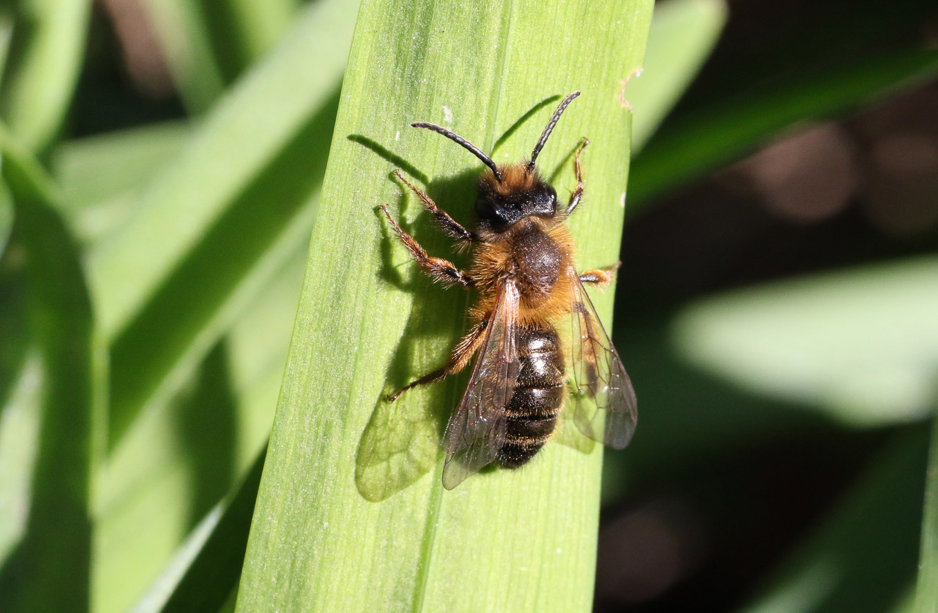 Male Andrena Nigroaenea 